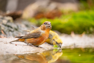 Crossbill, Loxia curvirostra