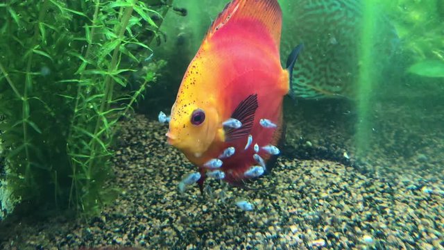 Diskusfische mit 2 Wochen alten Nachwuchs, Nachwuchs frisst von der Haut der Diskuseltern