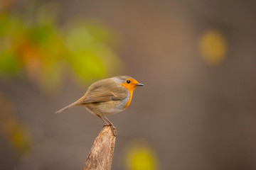 Fototapeta premium Robin, Erithacus rubecula