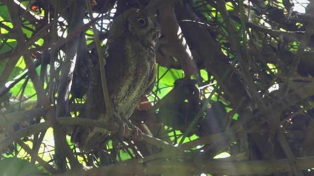 Oriental scops owl in wondering manner,low angle view.
Close up of owl with yellow big eyes sitting in dense tree looking upward and downward ,hd slow motion video. 