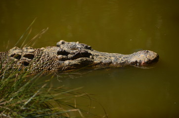 Fototapeta premium Krokodil in Autralien