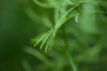 Abstract blurred green bokeh background. soft focus. shallow depth of field