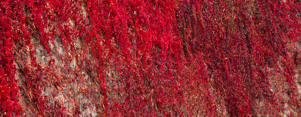 Wand mit roten Pflanzen