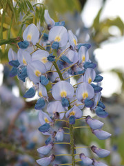 Glycine (Wisteria). Feuilles et inflorescences aux fleurs de couleur bleu violacé