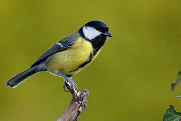 Obraz premium Kohlmeise