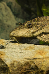 Ancistrus fish in the aquarium - detail on head.