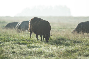 Foggy morning with sheep