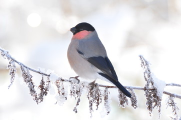 ウソ