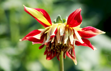 Dalia rossa con capo chino