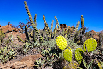 A group of different cacti, including chaparral prickly pear (Opuntia oricola) and Cardón Gigante (Pachyrereus pringlei) in the Sierra San Francisco near San Ignacio in Baja California Sur, Mexico