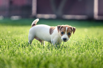 Jack russel terrier puppy on green lawn. Happy dog with serious gaze