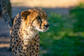 Cheetah close-up