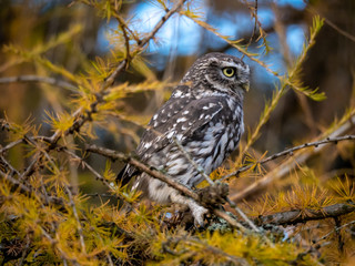 Little owl (Athene noctua) sitting on tree. Blue sky in background. Little owl portrait. Owl sitting on branch. Owl on tree.