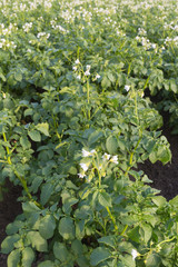 bl&uuml;hendes Kartoffelfeld