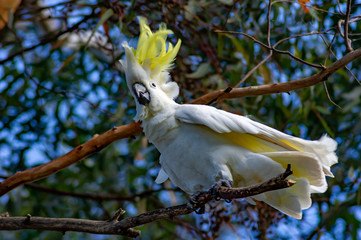 Sulphur Crested Cockatoo Left