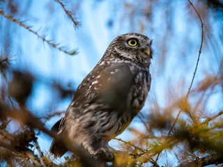 Little owl (Athene noctua) sitting on tree. Blue sky in background. Little owl portrait. Owl sitting on branch. Owl on tree.