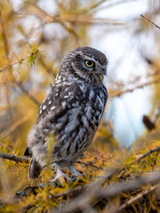 Little owl (Athene noctua) sitting on tree. Blue sky in background. Little owl portrait. Owl sitting on branch. Owl on tree.