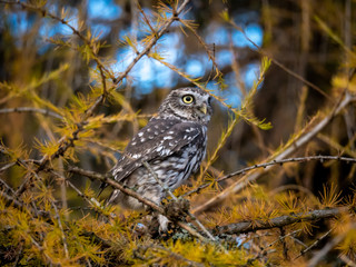 Little owl (Athene noctua) sitting on tree. Blue sky in background. Little owl portrait. Owl sitting on branch. Owl on tree.