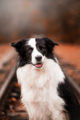 Fototapeta premium Dog breed Border Collie in the autumn forest
