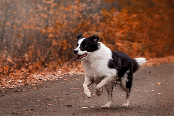 Dog breed Border Collie in the autumn forest