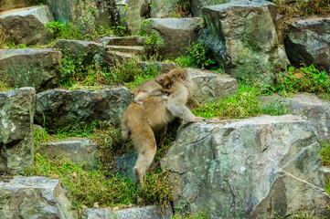 地獄谷野猿公園の秋