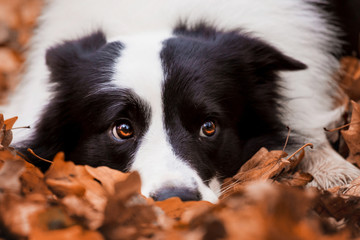 Obraz premium Dog breed Border Collie in the autumn forest