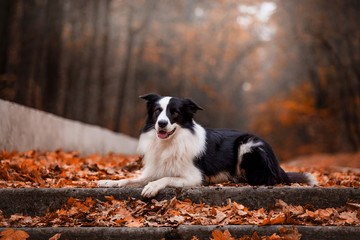 Naklejka na ściany i meble Dog breed Border Collie in the autumn forest