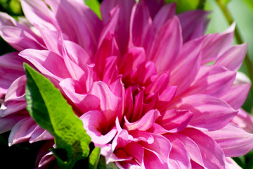 Primo piano di dalia magenta