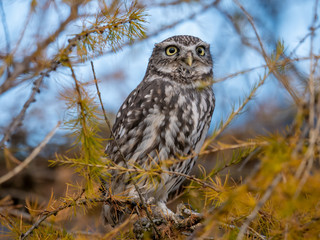Little owl (Athene noctua) sitting on tree. Blue sky in background. Little owl portrait. Owl sitting on branch. Owl on tree.