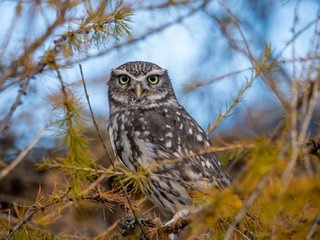 Little owl (Athene noctua) sitting on tree. Blue sky in background. Little owl portrait. Owl sitting on branch. Owl on tree.