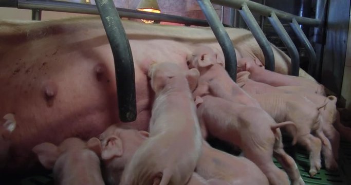 Schweinezucht - neugeborene Ferkel am Euter iher Muttersau, Kamerafahrt