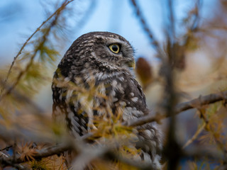 Little owl (Athene noctua) sitting on tree. Blue sky in background. Little owl portrait. Owl sitting on branch. Owl on tree.