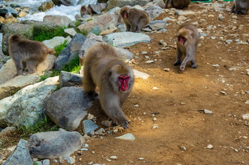 地獄谷野猿公園の秋
