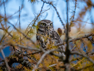 Little owl (Athene noctua) sitting on tree. Blue sky in background. Little owl portrait. Owl sitting on branch. Owl on tree.