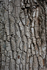 The texture of the old tree trunk