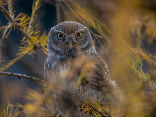 Little owl (Athene noctua) sitting on tree. Dark forest in background. Little owl portrait. Owl sitting on branch. Owl on tree.
