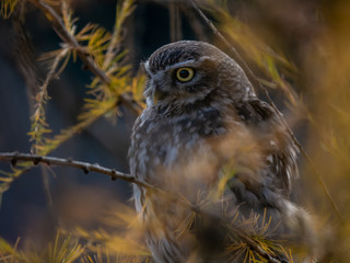Little owl (Athene noctua) sitting on tree. Dark forest in background. Little owl portrait. Owl sitting on branch. Owl on tree.