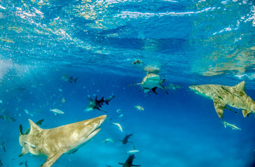 Naklejka na ściany i meble Lemon shark at the Bahamas