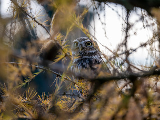 Little owl (Athene noctua) sitting on tree. Dark forest in background. Little owl portrait. Owl sitting on branch. Owl on tree.