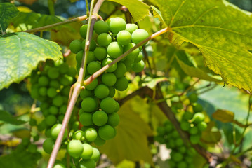 Green grapes grow on a tree. Leaves of grapes in the sun.