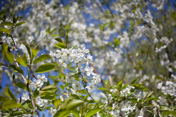 Blooming cherry trees