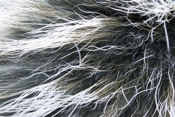 Background. Black polar fox, gray, white fur. Close up of a folosa. Animal hair. Fur coat. Natural.