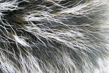 Background. Black polar fox, gray, white fur. Close up of a folosa. Animal hair. Fur coat. Natural.