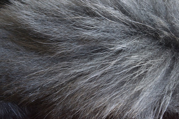 Background. Black polar fox, gray. Close up of a folosa. Animal hair. Fur coat. Natural.