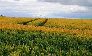 Yellowish Cereal Field in England
