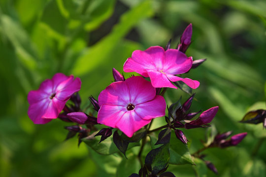 Beautiful flowers - pink phlox flowers in the garden.
