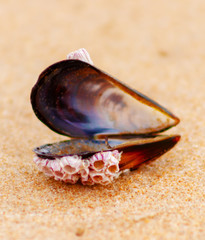 Open mussel on beach