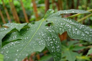 Rain Drops on a Leaf