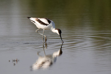 pied avocet in water