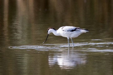pied avocet in water